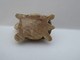 FEVE - FEVES -  "TORTUES" - UNE JOLIE PETITE TORTUE -     H : 1,5 Cm - L : 2,6 Cm - Animals