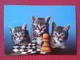 POSTAL POST CARD AJEDREZ CHESS Échecs SCHACH XADREZ PARTIDA GAME ALEKHINE - DREWITT PORTSMOUTH 1923 CATS GATOS CAT GATO - Otros & Sin Clasificación