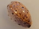 Cypraea Lynx Nouvelle Calédonie 37,6mm GEM N6 - Coquillages