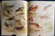Delcampe - Archibald Thorburn's - BIRDS - The Complete Illustrated - Wordsworth Editions - ( 1997 ) . - Fauna