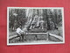 RPPC  The General Sherman Tree Sequoia National Park  Ref 3455 - Trees