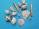 Lot De Petits Coquillages à Identifier - Coquillages
