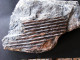 Fossiles  Sigillaria Rugosa Plante Du Carbonifère Carboniferous Plant - Fossils