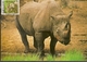 Zimbabwe & Maxi Card, African Wild Life, Black Rhinoceros, Diceros Bicornis Harare (18) - Zimbabwe