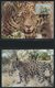 Delcampe - SONSTIGE MOTIVE **,Brief,BrfStk , World Wildlife Fund Aus 1983-89 Mit über 80 Kapiteln In 7 Spezialalben, Jeweils Postfr - Philately And Postal History