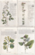 CPA / LOT DE 16 CPA / LES PLANTES UTILES - Sonstige & Ohne Zuordnung