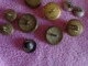 Delcampe - Lot De Boutons Militaire Marine -pompier-chasse (chien-perdrix ?-nacre Et Autre - Buttons