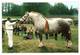 CPM - HARAS Du PIN - Présentation D'un étalon Percheron - Chevaux