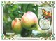 2456 Flora Of Russia Apple Varieties Maximum Cards 2019 - Maximum Cards