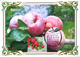 2459 Flora Of Russia Apple Varieties Maximum Cards 2019 - Maximum Cards