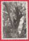 245010 / BOY On The Tree , Vintage Original Photo ,  Bulgaria Bulgarie - Personnes Anonymes