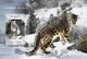 Sao Tome And Principe, 2014. [st14416] Snow Leopard (s\s+bl) - Raubkatzen