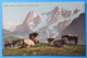 Eiger Und Mönch Von Mürren Aus, Schweiz Svizzera Suisse Switzerland, Cows - Mürren