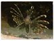 CPM     DJIBOUTI       1974    FEERIE SOUS MARINE TROPICALE        POISSON SCORPION - Gibuti