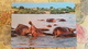 Africa / Kenya - Hippo Pool - Hippopotamuses