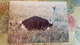 Africa / Kenya - Ostrich - Kenya