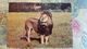 Africa / Kenya - Lion - Kenya