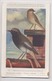 Delcampe - LOT DE 10 CPA - OISEAUX - Illustrations Signées - Oiseaux