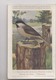 Delcampe - LOT DE 10 CPA - OISEAUX - Illustrations Signées - Oiseaux