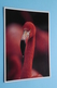 RODE FLAMINGO ( ZOO Antwerpen / Planckendael ) Anno 19?? ( AVM > Voir Photo ) ! - Birds