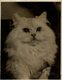 SOUTH KENTISH TOWN  SOUTHERN COUNTIES CAT SHOW  GATO CHAT KAT CAT  20*15CM Fonds Victor FORBIN 1864-1947 - Otros & Sin Clasificación