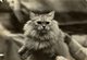 WORLD CAT SHOW WESTMINSTER  GATO CHAT KAT CAT  16*12CM Fonds Victor FORBIN 1864-1947 - Otros & Sin Clasificación