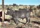 13-TAUREAUX CAMARGUAIS-N°238-D/0345 - Other & Unclassified