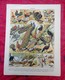 Planche Originale 32,5 X 25 Cm-  Nouveau Larousse Illustré: OISEAUX-  Illustration A. MILLOT - Animals