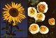 2 X Blumen  -  Gletscher-Hahnenfuß / Sonnenblume  -  DJH / Deutsche Jugend Herberge  -  Ca. 1983    (11383) - Flowers