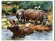 L'Ami De S Bêtes Série A Image N°10 : L'Hippopotame, Ce Lourdaud Des Fleuves D'Afrique - Autres & Non Classés