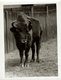 EUROPEAN  BUFFALO BISON +- 16*12CM Fonds Victor FORBIN (1864-1947) - Otros & Sin Clasificación