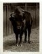 EUROPEAN  BUFFALO BISON AT THE ZOO  +- 16*12CM Fonds Victor FORBIN (1864-1947) - Autres & Non Classés