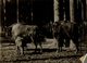 EUROPEAN  BUFFALO BISON SEE CORNERS  +- 24*17CM Fonds Victor FORBIN (1864-1947) - Otros & Sin Clasificación