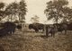 PAWNEE BILL RANCH Gordon W. "Pawnee Bill" Lillie  Oklahoma USA  BUFFALO BISON  +- 10*8CM Fonds Victor FORBIN (1864-1947) - Otros & Sin Clasificación