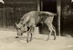 EUROPEAN AUROCHS ZOO DUKE OF BEDFORD  +- 15*11CM Fonds Victor FORBIN (1864-1947) - Otros & Sin Clasificación