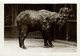 The Takin, Also Called Cattle Chamois Or Gnu Goat  AT THE ZOO  +- 16*12CM Fonds Victor FORBIN (1864-1947) - Otros & Sin Clasificación