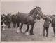 HARRIERS AND BEAGLES PETERBOROUGH SHOW FOXHOUNDS HORSE CHEVAL OWEN  +- 20*15CM Fonds Victor FORBIN (1864-1947) - Otros & Sin Clasificación