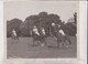 ENGLISH POLO TEAM HURLINGHAM  LONDON CHEVAL HORSE +- 25*20CM Fonds Victor FORBIN (1864-1947) - Deportes