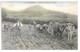 Cpa...auvergne...labour Et Semence De Blés......animée...trois Attelages De Deux Boeufs...1906... - Teams