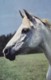 AR43 Animals - White Horse's Head - Modern Postcard - Caballos