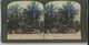 PHOTOS STEREO - CEYLAN - CEYLON - PERADENIYA - The Beauty Of The Tropic Verdure In The Lovely Botanical Gardens - Stereoscopic