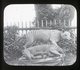 Tasmanian Tigers (model) AUSTRALIA - Magic Lantern Slide (lanterne Magique) - Diapositivas De Vidrio