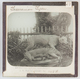 Tasmanian Tigers (model) AUSTRALIA - Magic Lantern Slide (lanterne Magique) - Diapositivas De Vidrio