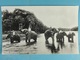 Tame Elephants Bathing Ceylon - Sri Lanka (Ceylon)