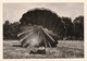 Militaire : Atterrissage D'un Parachutiste Sur Le Ventre : à Définir  ( Format 12,7cm X 9cm ) - Guerra, Militari