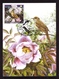 Ukraine 2019 MAXI MAXIMUM CARD EUROPA CEPT National Birds Of Ukraine White Stork Oriental Nightingale #805 - Ucraina