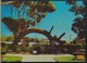 °°° 13381 - AUSTRALIA - OLD GUM TREE , GLENELG - 1972 With Stamps °°° - Altri & Non Classificati