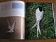 Delcampe - LES OISEAUX DE L' ATLANTIQUE Spitzberg Cap De Bonne Espérance Oiseau France Littoral Ornithologie Ornithologue Afrique - Animaux