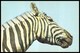 ZOO. ZEBRA CHAPMAN - E. Chapmanii. USSR, 1976. Unused Postcard - Zebras