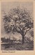 AK Herzlichen Pfingstgruß - Blühender Baum (42637) - Pentecôte